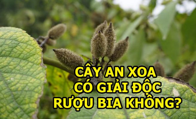 Cây an xoa có tác dụng giải độc bia rượu không? 2