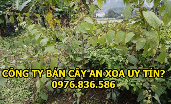 Công ty bán cây an xoa uy tín chất lượng nhất 1