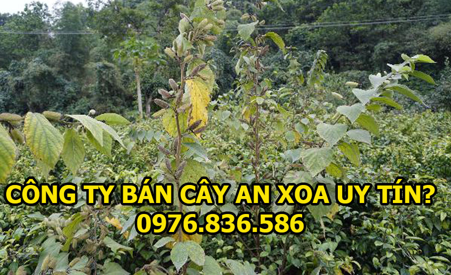 Công ty bán cây an xoa uy tín chất lượng nhất 2