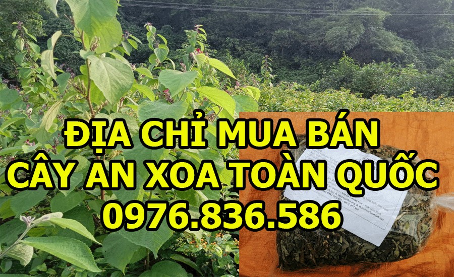 Địa chỉ mua bán cây an xoa uy tín trên toàn quốc 1