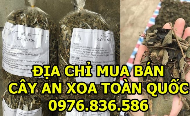 Địa chỉ mua bán cây an xoa uy tín trên toàn quốc 2