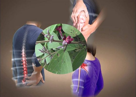 Giảm đau nhức nhờ uống nước an xoa