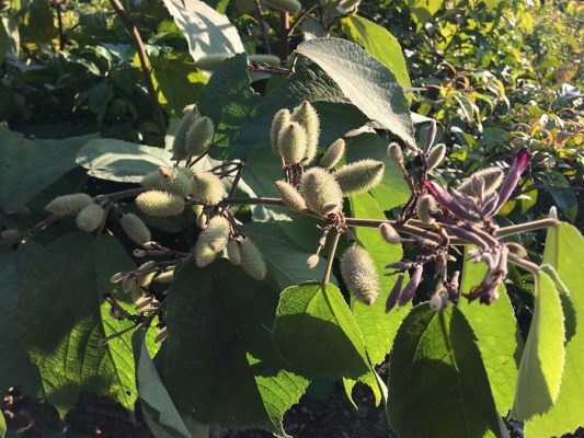 Hết xơ Gan cổ trướng sau 6 tháng sử dụng cây an xoa