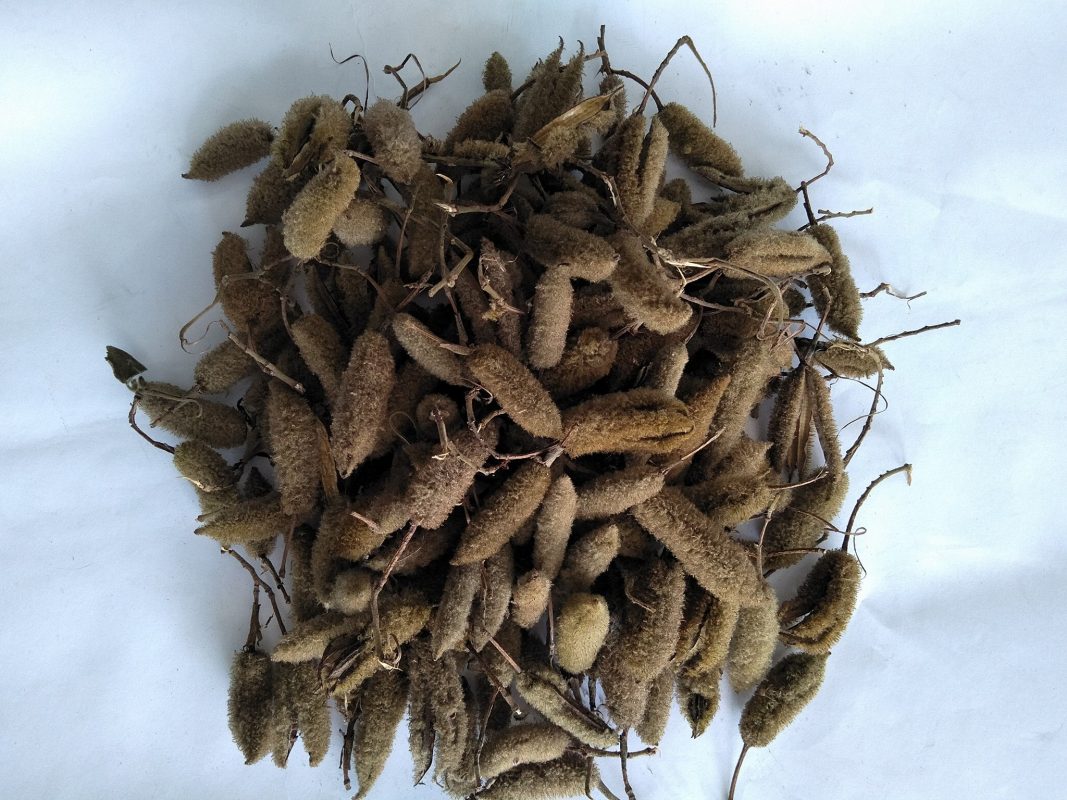 Khách hàng tâm sự mua cây an xoa