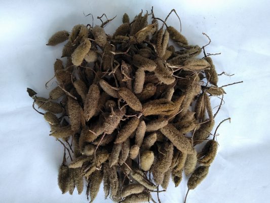 Khách hàng tâm sự mua cây an xoa