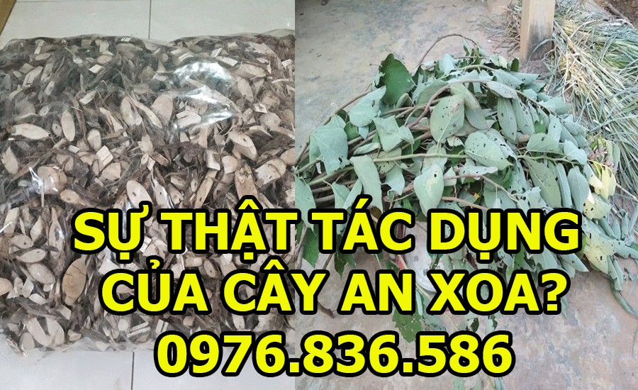 Sự thật tác dụng cây an xoa hoa tím 2