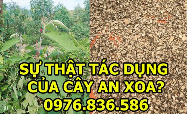 Sự thật tác dụng cây an xoa hoa tím