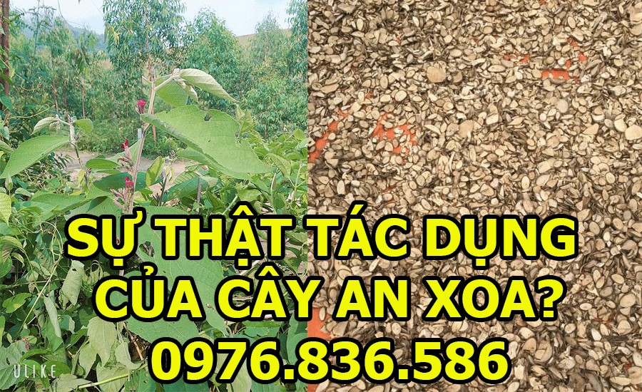 Sự thật tác dụng cây an xoa hoa tím