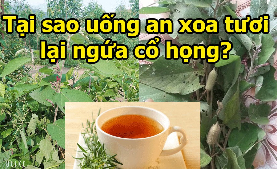 Vì sao uống cây an xoa tươi lại thấy ngứa cổ họng? 1