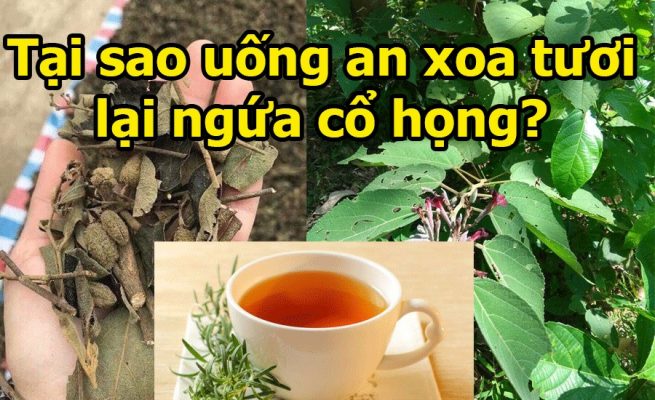 Vì sao uống cây an xoa tươi lại thấy ngứa cổ họng? 2