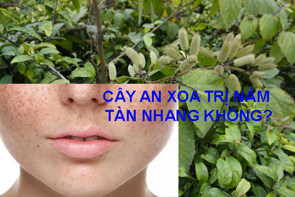 cây an xoa chữa nám tàn nhang không